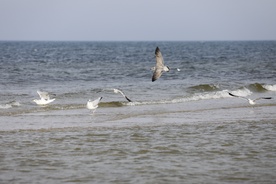 Szkielet na plaży w Gaecie