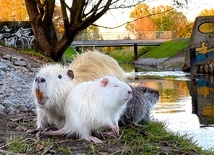 Nutrie amerykańskie przy rzece Nacynie w Rybniku.