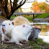 Nutrie amerykańskie przy rzece Nacynie w Rybniku.