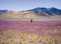 Raz na kilka lat zakwita Atakama, uznawana za najbardziej suchą pustynię świata. Kwitnie wówczas niemal dwieście gatunków roślin. 
9.10.2022 Atakama, Chile