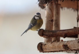Warto pomagać ptakom zimą, trzeba to tylko robić rozsądnie
