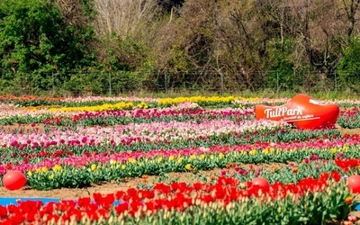 Rzym. Największy holenderski park tulipanów wraca z wiosną