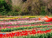 Rzym. Największy holenderski park tulipanów wraca z wiosną