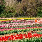 Rzym. Największy holenderski park tulipanów wraca z wiosną