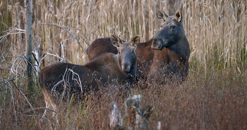 Radio Warszawa zaprasza do Kampinoskiego Parku Narodowego