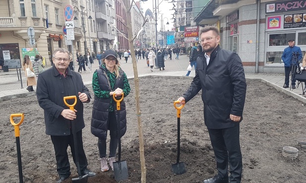 Katowice. Na ul. Stawową wracają drzewa. To inwestycja w ramach "Zielonego budżetu"