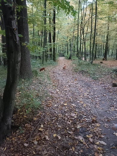 Więź, ambicja i rozmowa