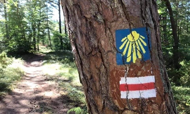 Szlakiem białej muszli