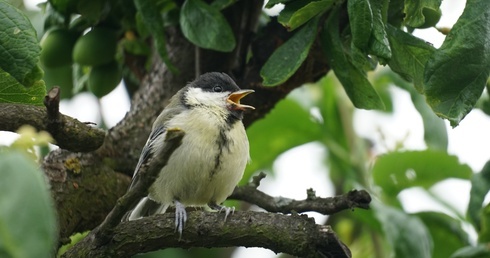 Stowarzyszenie Jestem na pTAK! uczy, jak rozpoznawać ptaki po wydawanych przez nie głosach
