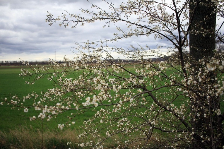 XVI Marsz Pamięci Jana Pawła II na ziemi głubczyckiej