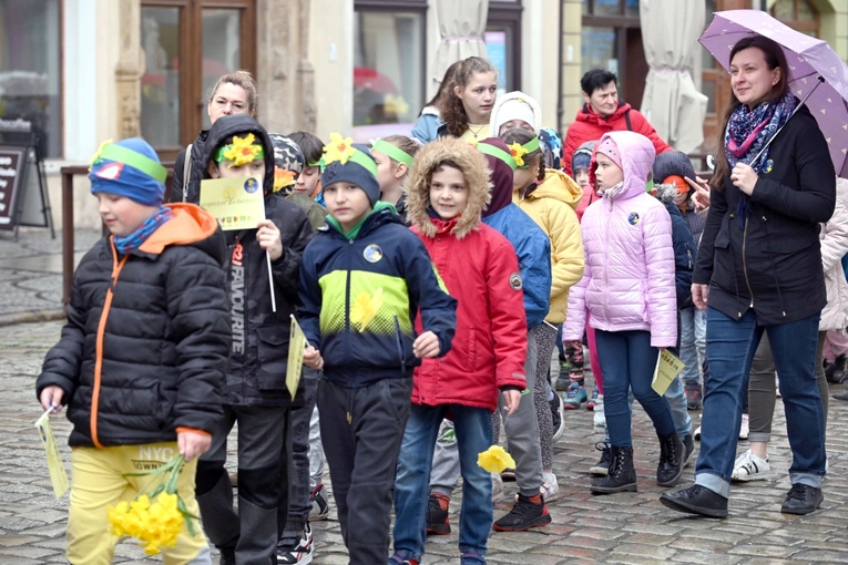Żółty marsz żonkili z Pola Nadziei przeszedł przez Świdnicę