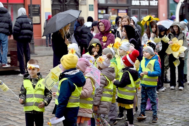 Żółty marsz żonkili z Pola Nadziei przeszedł przez Świdnicę
