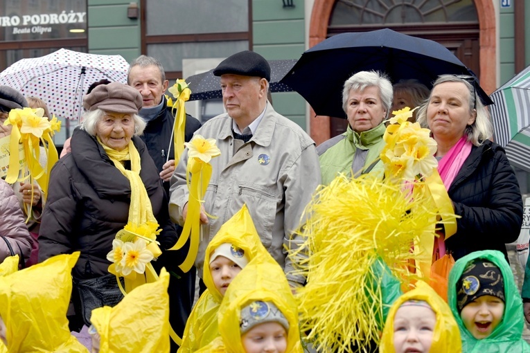 Żółty marsz żonkili z Pola Nadziei przeszedł przez Świdnicę