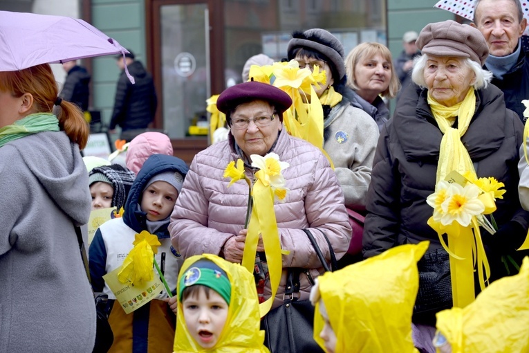 Żółty marsz żonkili z Pola Nadziei przeszedł przez Świdnicę