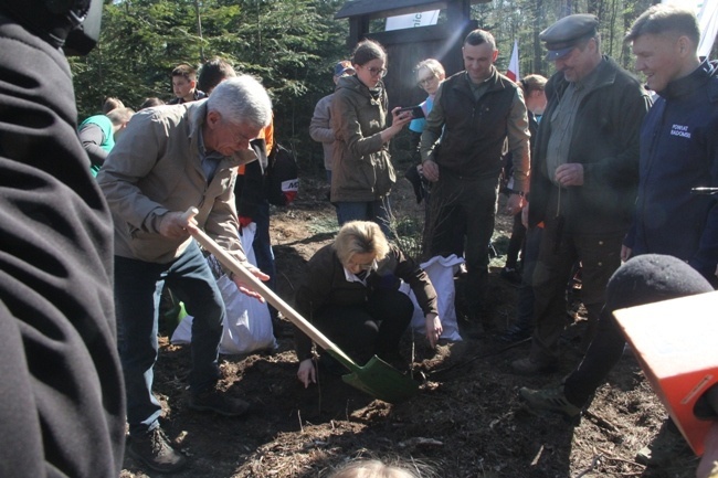 Posadzono 5000 dębów