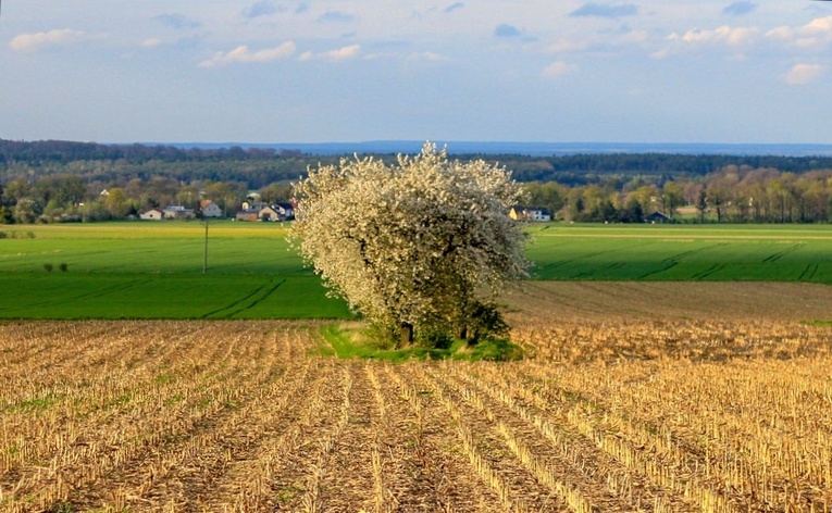 Kwitnące aleje czereśniowe wokół Góry Świętej Anny