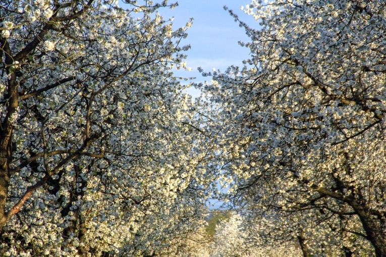 Kwitnące aleje czereśniowe wokół Góry Świętej Anny