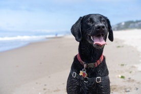 Władze gminy na Sycylii zatrudniły psa do zbierania porzuconego plastiku