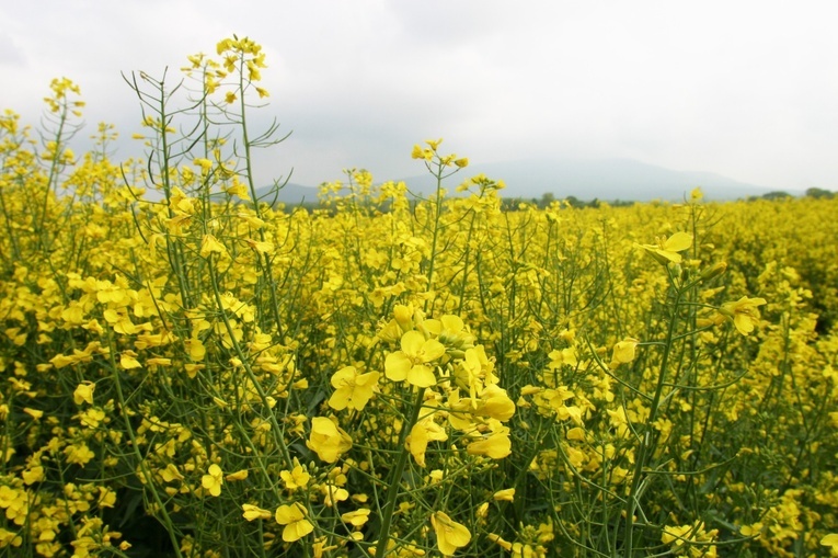 KE przyjęła tymczasowe środki zapobiegawcze dotyczące przywozu z Ukrainy pszenicy, kukurydzy, nasion rzepaku i słonecznika