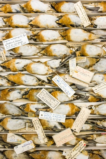 Ptaki Günthera Niethammera