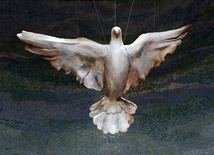 Daj nam mądrość wyboru