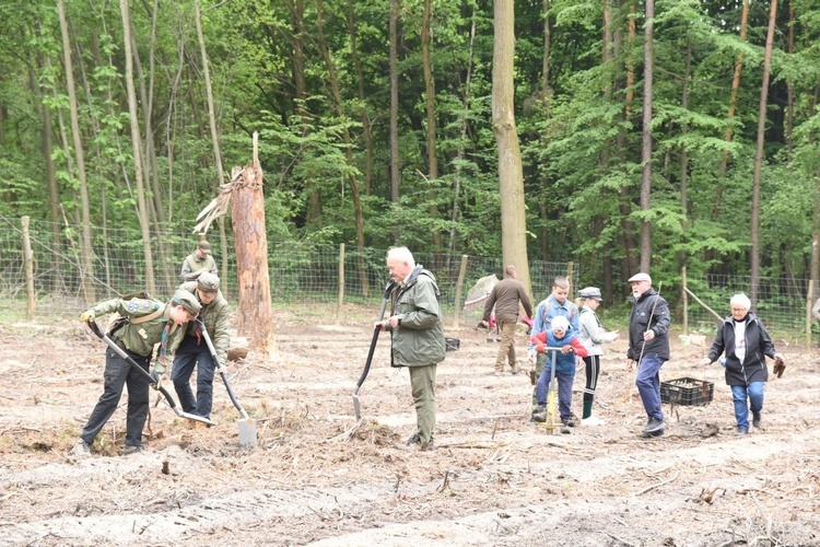 Las Jana Pawła II w Brzesku