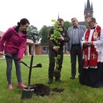 Drzewa świętych w Szczepanowie