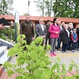 Drzewa świętych w Szczepanowie