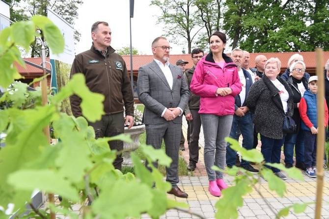 Drzewa świętych w Szczepanowie