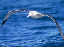 Komentarz do niedzielnej Ewangelii: Albatros pod koszulą (sutanną)