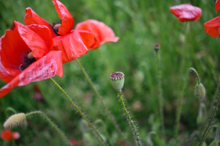 Na polu maków w Wojnowicach