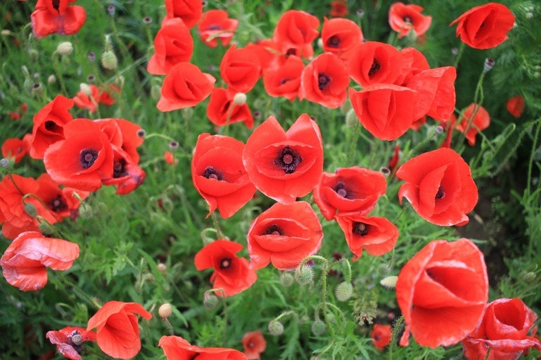 Na polu maków w Wojnowicach