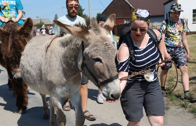 Polskie Camino z osiołkami