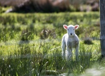 Komentarz do niedzielnej Ewangelii: Owce bez pasterza