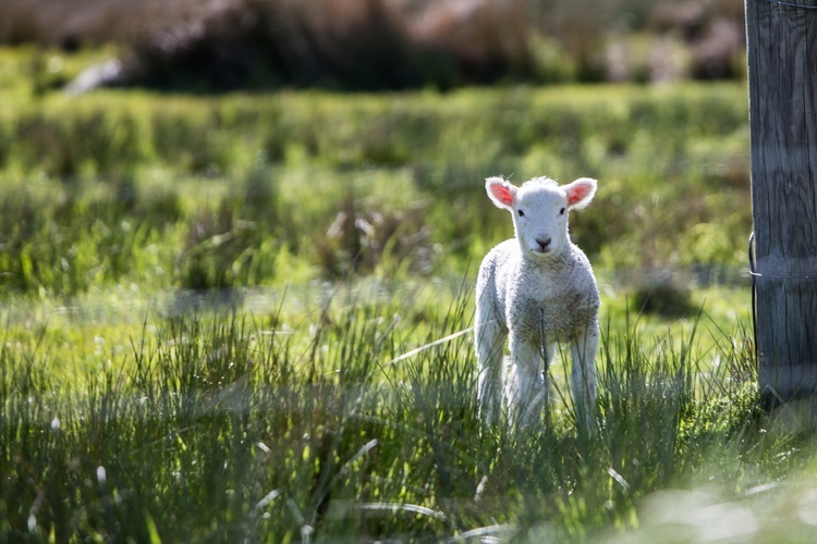 Owce bez pasterza