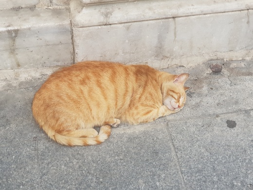 Turcja