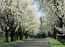 Owocowanie jest pewne