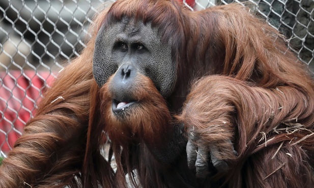 Beatbox orangutanów