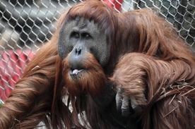 Beatbox orangutanów