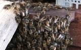 Pszczoły lekarki u bł. Karoliny w Zabawie