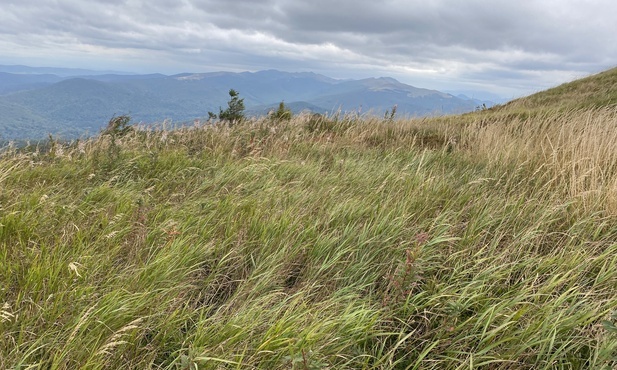 Zazwyczaj jest tylko tłem: trawa