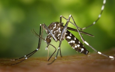 Aedes albopictus czyli komar tygrysi