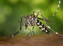 Aedes albopictus czyli komar tygrysi