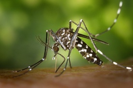 Aedes albopictus czyli komar tygrysi