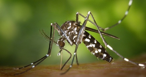 Aedes albopictus czyli komar tygrysi