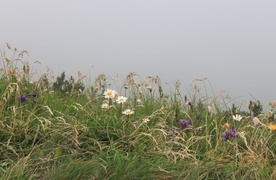 Kwiaty? Ale przecież i trawa