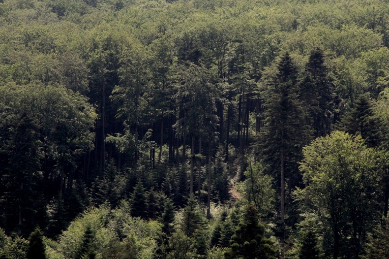 Nadleśnictwo Brzesko z leśną galerią, czyśćcem i skarbami sprzed wieków