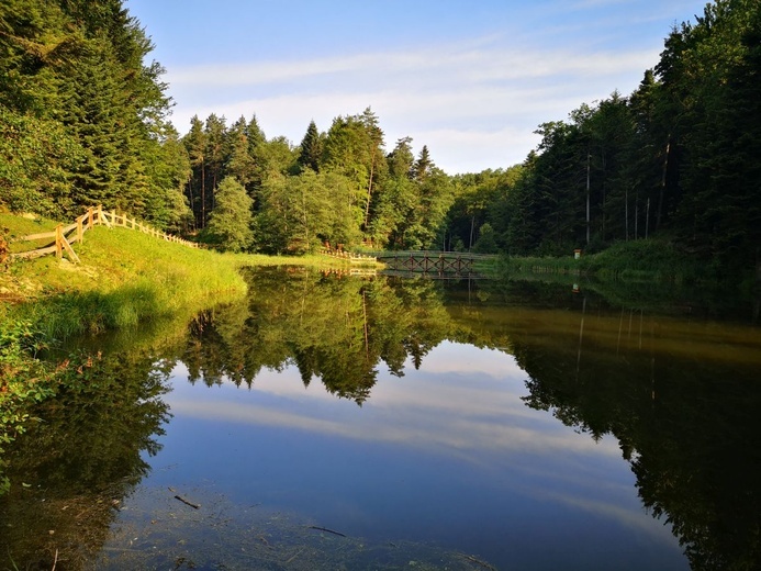 Lasy nadleśnictwa Gromnik