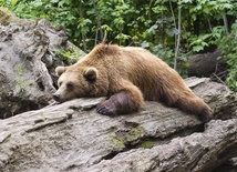 USA: Pochwycono "winnych" serii włamań - to niedźwiedzica z trzema małymi