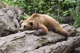 USA: Pochwycono "winnych" serii włamań - to niedźwiedzica z trzema małymi